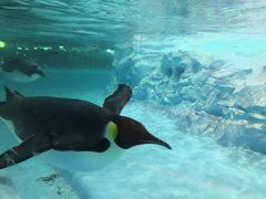 -帝企鹅自助餐厅•儿童岛•真企鹅(长隆企鹅酒店)