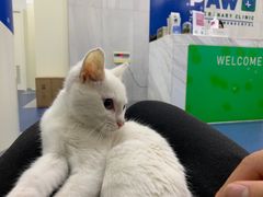 -佩兹宠物医院肿瘤专科·眼科·牙科(黄浦店)