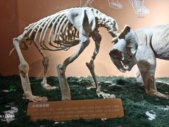 -中国大熊猫保护研究中心雅安碧峰峡基地