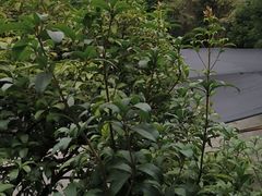 -故乡缘·香格里拉山庄(冷竹路店)