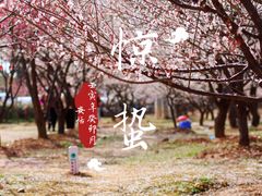 -香雪海