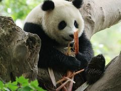 -都江堰中华大熊猫苑