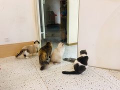 -猫域·湾主题猫咖·宠物吧(南坪城市广场店)