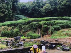 -龙坞茶村