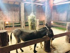 -清迈夜间动物园