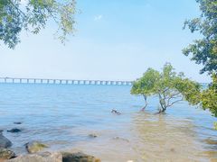 -宝安西湾红树林湿地公园