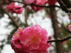 -陈有良尖椒鸡(渝中旗舰店)