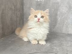 -小猫来了·猫舍(红山六九七九店)