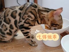 -贝利宠物医院·骨科·眼科·肿瘤转诊中心(南坪诊疗中心)