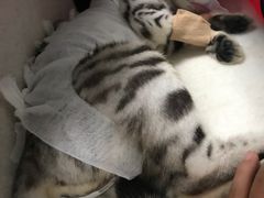 -宠福鑫康馨动物医院·骨科·眼科