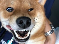 -爱侣宠医·鹦鹉专科·小型哺乳类·异宠专科(灵石路店)