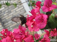 IMG_0007-红星坪温泉精品酒店