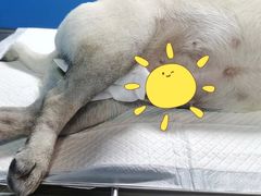 -宠颐生宠物医院外科·内科·皮肤科·影像科(石龙店)