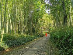 -西湖风景区十里琅珰-五云山