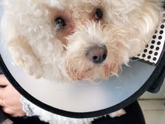 -关爱动物医院·心脏·中兽医·异宠(金牛路分院)