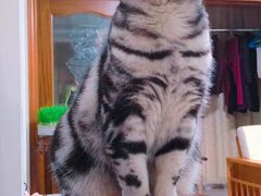 -老吴的猫·猫舍(新区店)