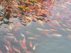 -卧龙湖