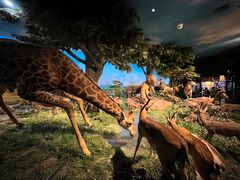 -国家自然博物馆