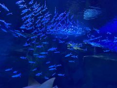 -海合安武汉极地海洋公园