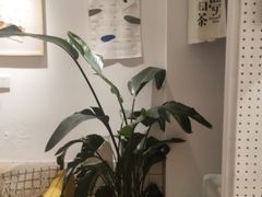 -白日梦奶茶