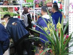 -万商花鸟市场
