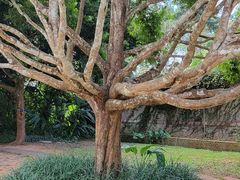 -中国科学院西双版纳热带植物园
