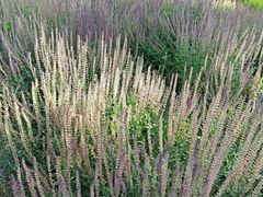 -汉长安城未央宫国家考古遗址公园