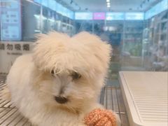 -翊宠yipet猫狗购宠庄园犬舍•猫舍