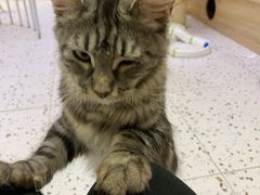 -Umiao与猫咖啡 猫咖