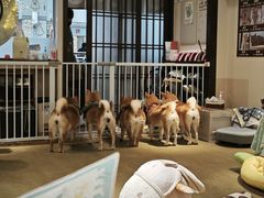 -逗柴咖啡屋·狗咖猫咖宠物桌游