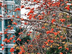 -深圳国际园林花卉博览园