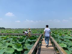 -洪湖生态旅游区