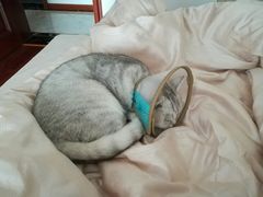 -艾贝尔宠物医院 ·内科全科(梁溪路店)