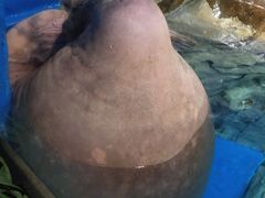 -海合安武汉极地海洋公园