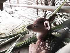 -鹿境梅花鹿生态园区