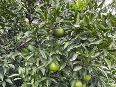 -樱桃山旅游景区