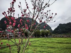 -靖西鹅泉风景区