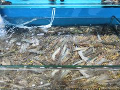 -港畔赶海蒸汽海鲜烧烤自助(仙螺岛店)