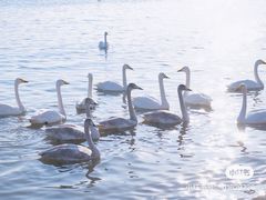 -烟墩角天鹅湖