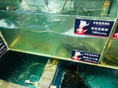 水产区-老凯俚酸汤鱼(鸿通城店)