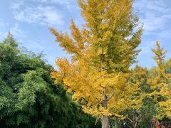 -唐城墙遗址公园