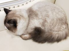 -宠爱国际动物医院· 猫科· 外科·中兽医(长白店)
