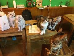 -李小姐の猫咖啡馆(五角场店)
