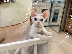 -十年猫舍·猫咪专门店(普陀店)