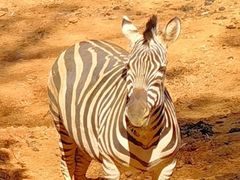 -云南野生动物园