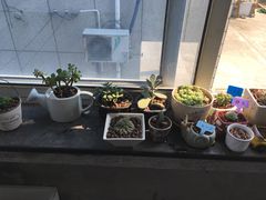 -龙大花卉苗木市场