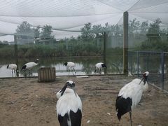 -盐城丹顶鹤湿地生态旅游区