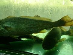 android_upload_pic-合家小菜餐馆(新诚花苑店)