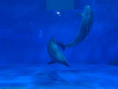 -多彩贵州城极地海洋世界