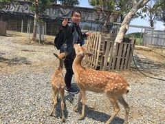 -鹿境梅花鹿生态园区